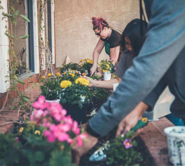Grow Your Own: A Beginner's Guide to Vegetable Gardening