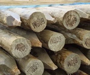 10'  5-6" ptd top dia Dried and treated